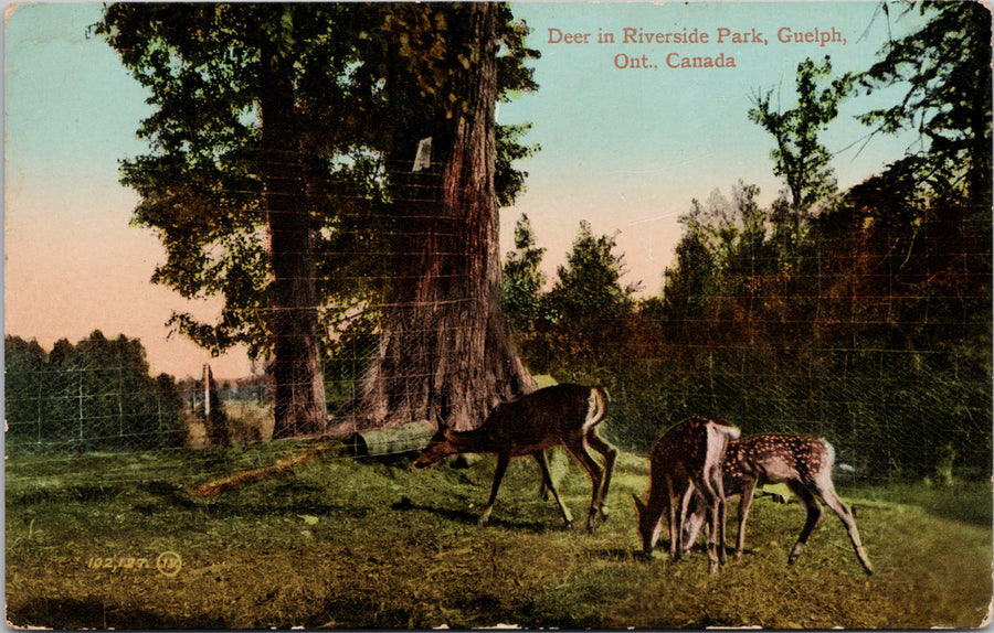 Guelph Ontario Deer in Riverside Park Postcard