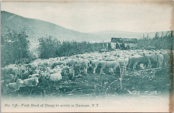 Dawson Yukon First Herd of Sheep Arrive in Dawson YT 838 Zaccarelli's Postcard 