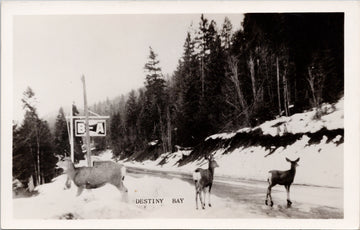 Deer at Destiny Bay BC British Columbia Unused RPPC Postcard