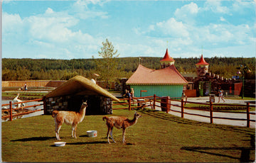 Storyland Valley Edmonton Alberta Llamas Children's Zoo Postcard 
