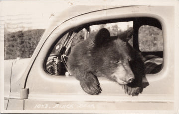 Byron Harmon #1023 Black Bear in Automobile Car Real Photo Postcard 