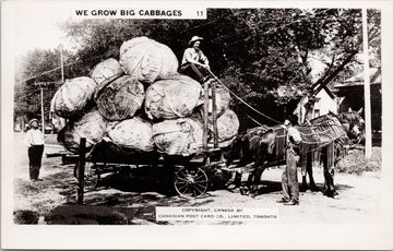We Grow Big Cabbages Exaggeration Huge Cabbage Agriculture RPPC Postcard 