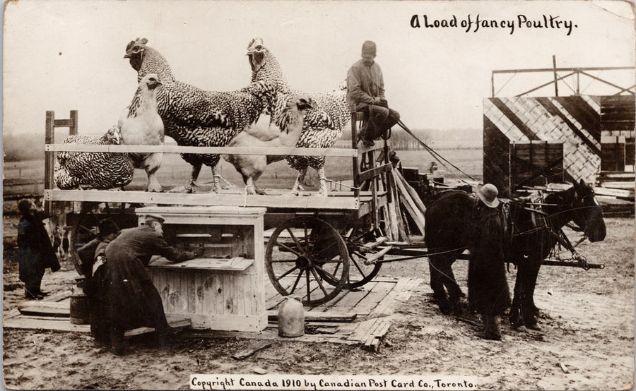 Fancy Poultry Exaggerated Giant Chickens Poultry Agriculture Farming RPPC Postcard 