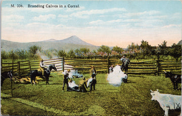 Branding Calves in Corral Cowboys Ranchers Cows Unused Chas Morris Postcard