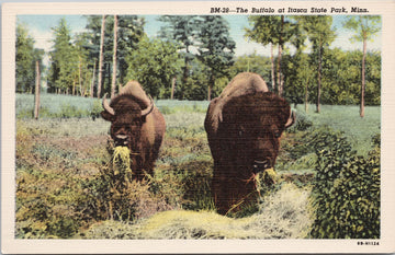 Buffalo at Itasca State Park MN Minnesota Unused Linen Postcard