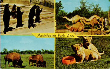 Winnipeg Manitoba Assiniboine Park Zoo Bears Camels Cats Buffalo Postcard 