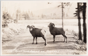 Byron Harmon 586 Mountain Sheep on Highway Canadian Rockies Postcard 