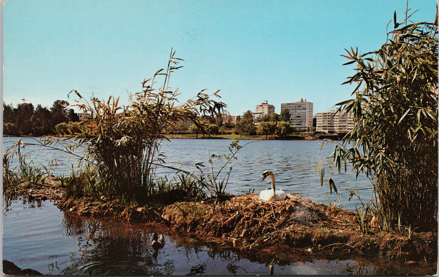 Vancouver BC Nesting Swan in Lost Lagoon 1960s Vintage Postcard