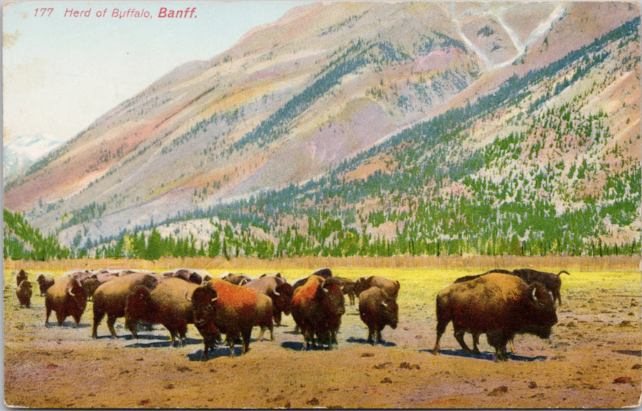 Banff Alberta Herd of Buffalo Postcard