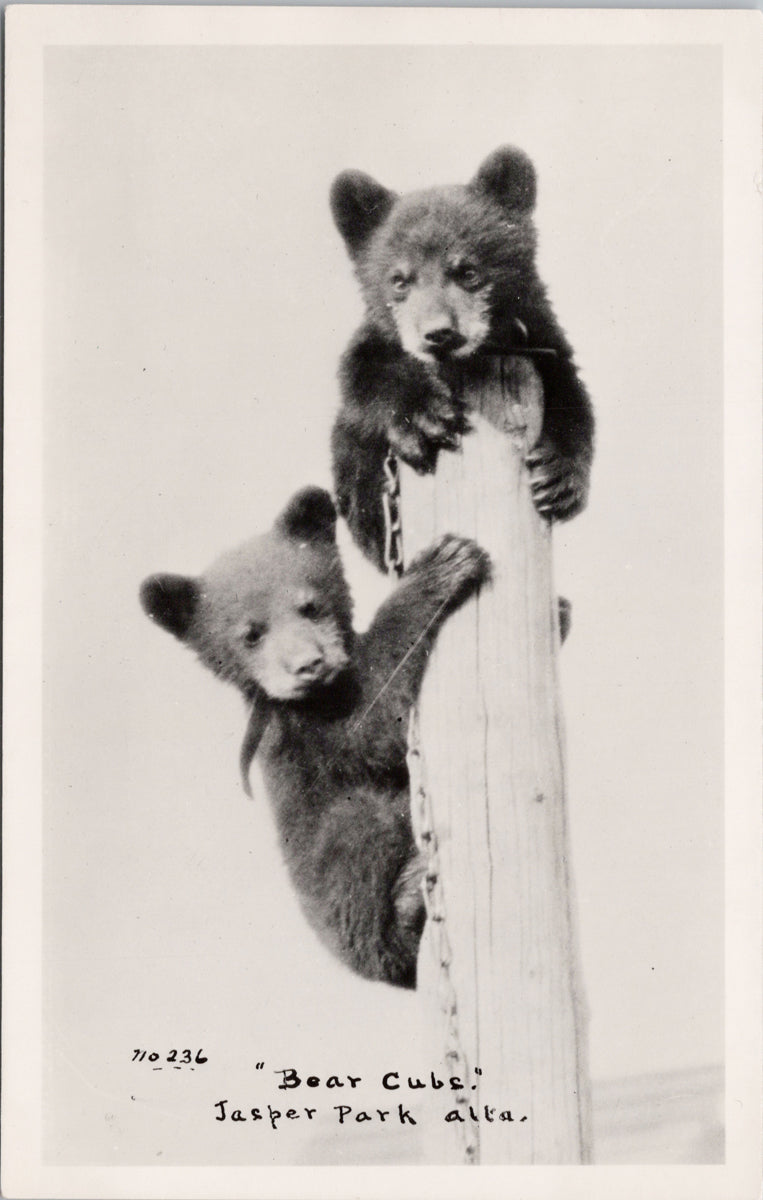 Bear Cubs Jasper Park Alberta Unused Real Photo Postcard