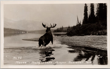 Moose Maligne Lake Jasper National Park Alberta Unused Real Photo Postcard 