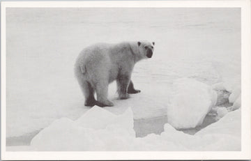 Polar Bear Canada Eastern Arctic Canadian Unused Litho Postcard