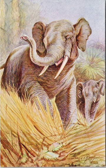 Elephants Baby Elephant George Rankin Unused J Salmon Postcard SP11