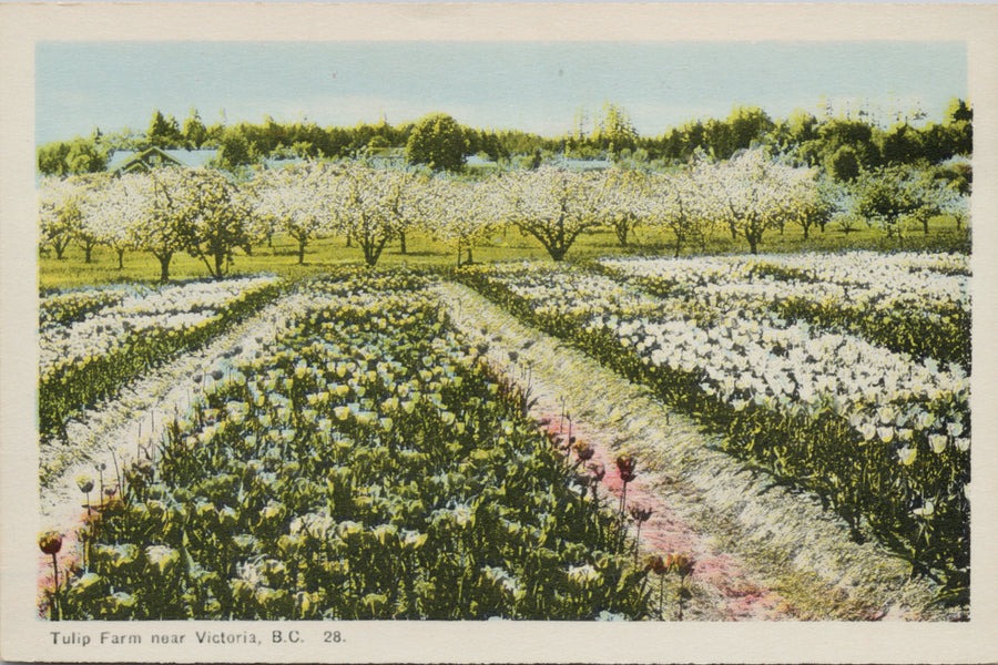 Tulip Farm near Victoria BC British Columbia Unused Postcard 