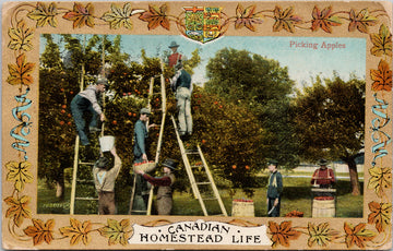 Canadian Homestead Life Picking Apples Patriotic Agriculture Canada Postcard 