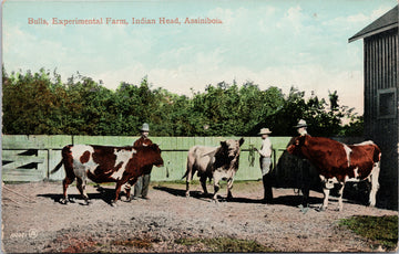 Indian Head Saskatchewan Bulls Experimental Farm ASSA SK Sask Unused Postcard