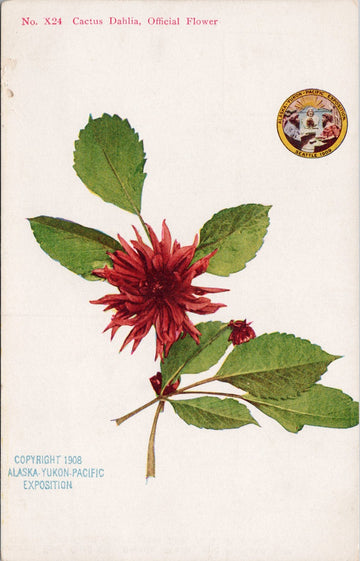 X24 Cactus Dahlia Official Flower AYPE 1909 Seattle WA Postcard