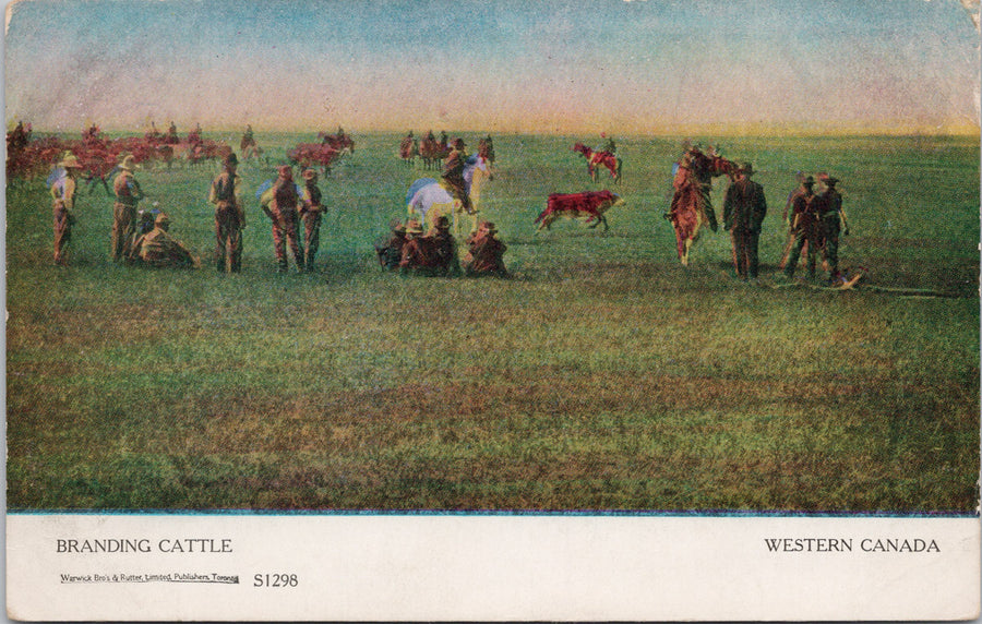 Branding Cattle Western Canada Cowboys Ranching Cows Unused Postcard