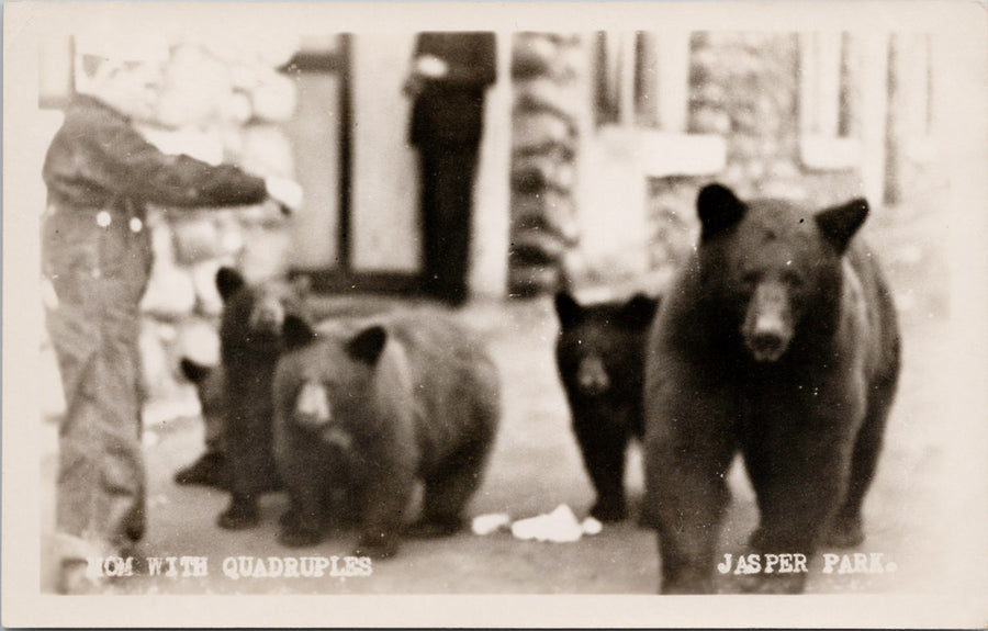 Jasper Park Alberta Bears Mom with Quadruplets Bear Cubs Weiss RPPC Postcard 