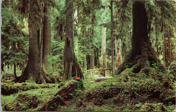 Rain Forest Olympic Peninsula WA Washington 1950s J. Boyd Ellis Postcard