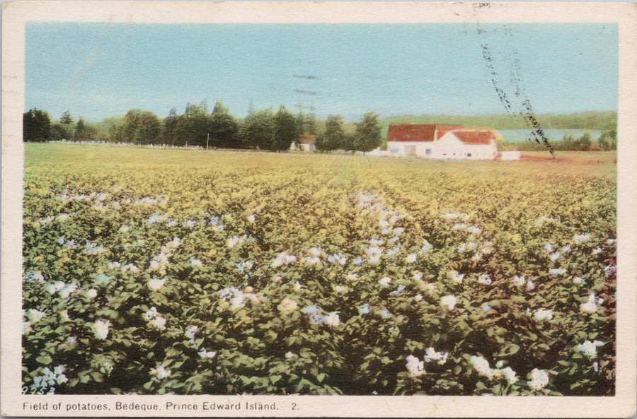 Field of Potatoes Bedeque Prince Edward Island PE PEI 1950s PECO Postcard