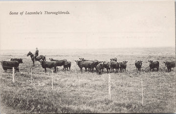Lacombe Alberta Cattle Cows Rancher Lacombe's Thoroughbreds AB Alta Unused Private Postcard 