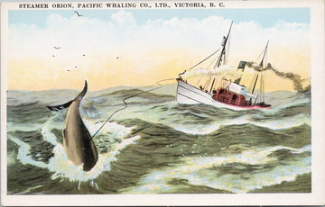 Steamer Orion Pacific Whaling Co Harpooned Whale British Columbia Unused Postcard