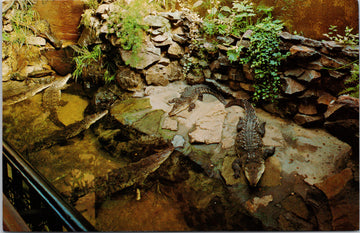 Crocodiles at Vancouver Public Aquarium Vancouver Postcard