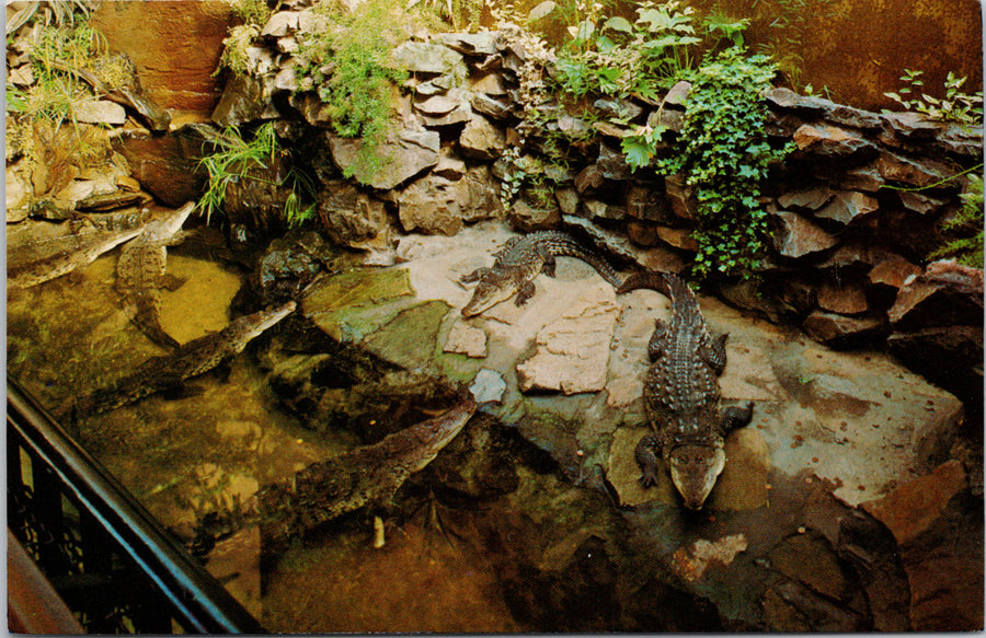 Crocodiles at Vancouver Public Aquarium Vancouver Postcard