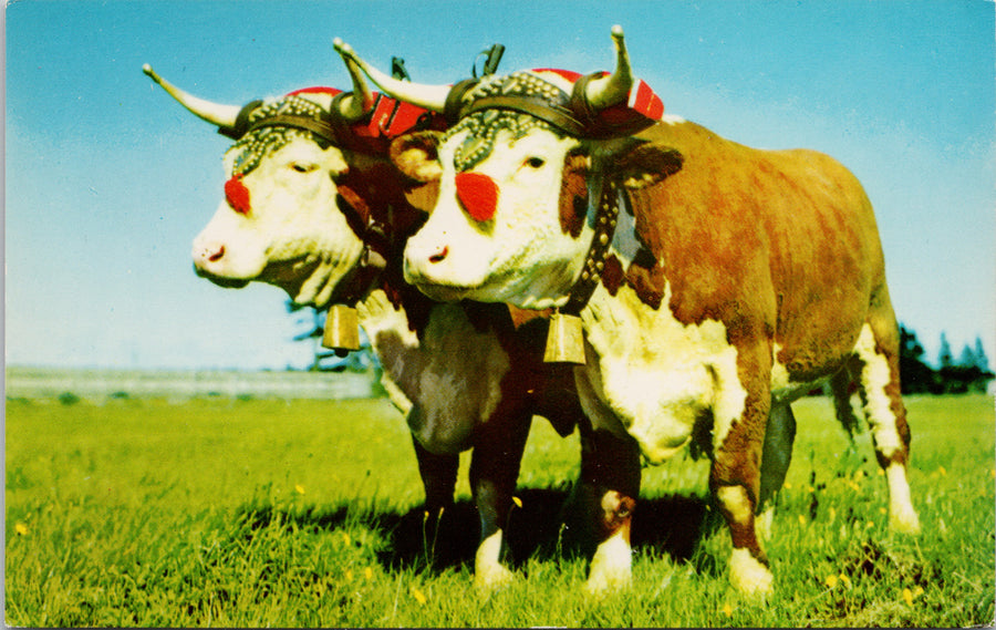 Prize Yoke of Oxen NS Postcard 